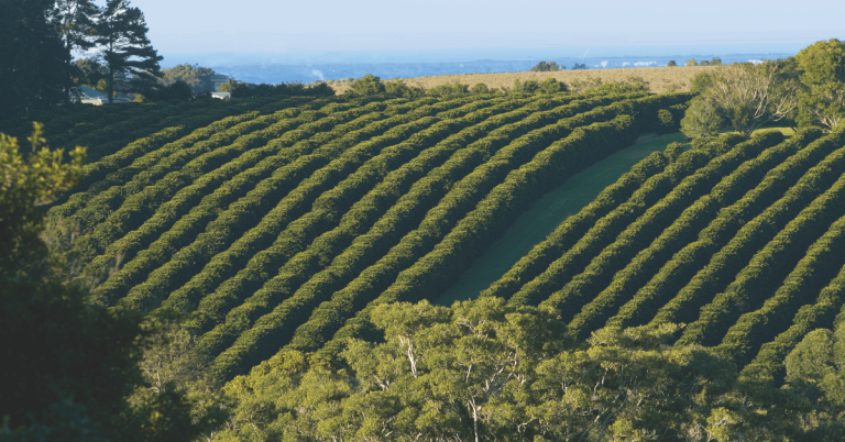 Zentvelds Coffee Farm in Byron Bay