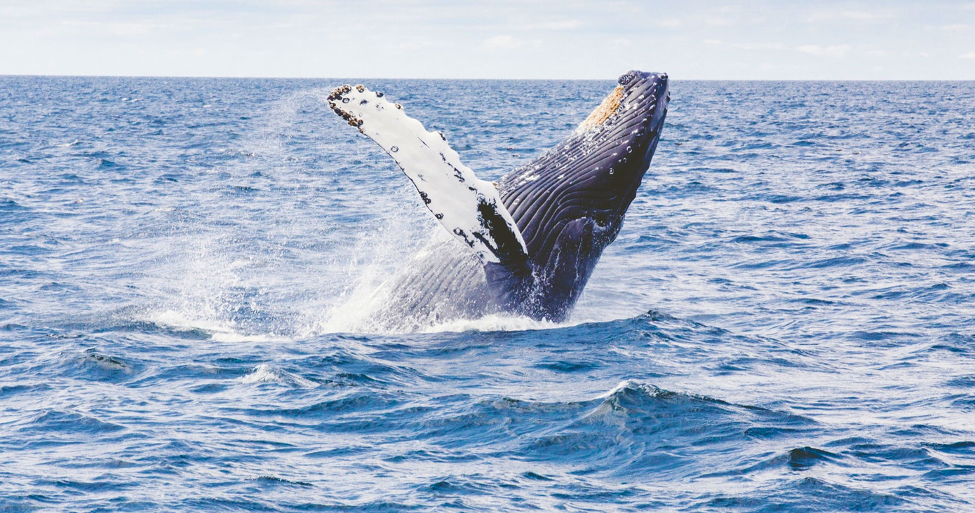 Whale Leaping Near Byron Bay