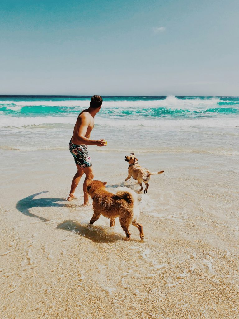 Owner playing with dogs at beach