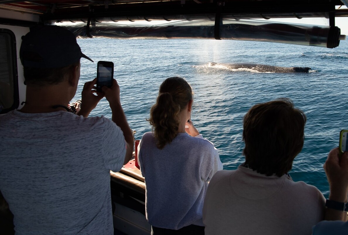 People taking photos on a Byron Bay Whale Watching tour