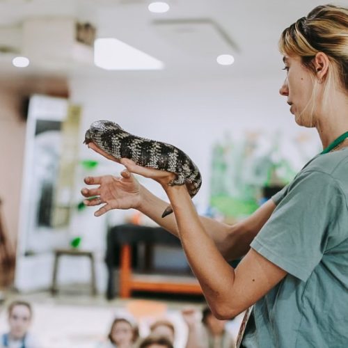 Staff member holding lizard teaching children at Byron Bay Wildlife Sanctuary