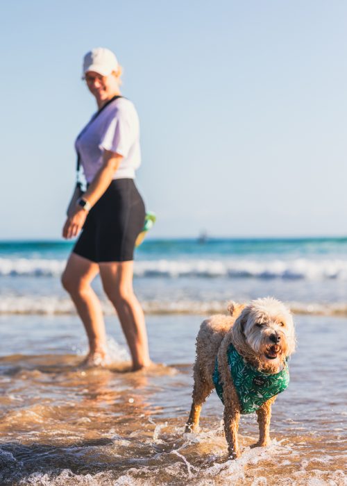 Dog going for a beach walk with owner