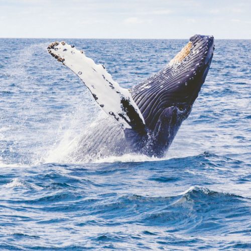 Whale Leaping Near Byron Bay