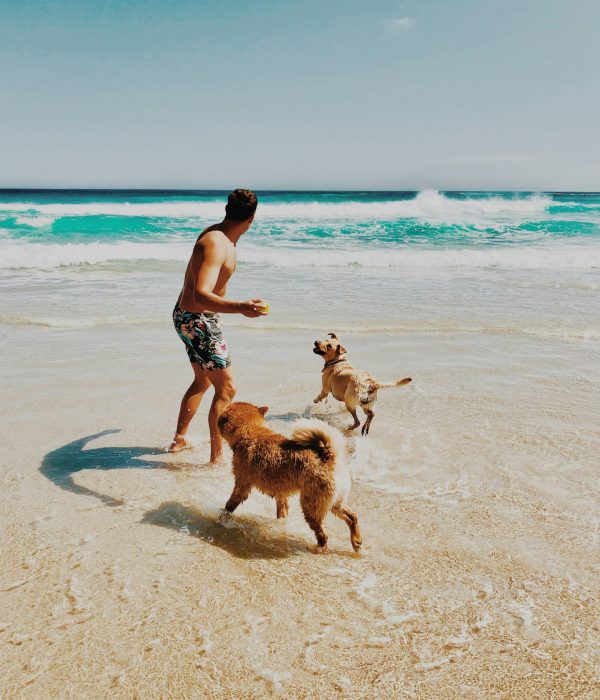 Owner playing with dogs at beach