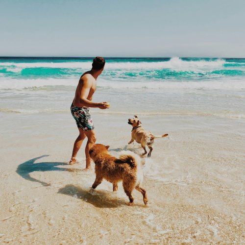 Owner playing with dogs at beach