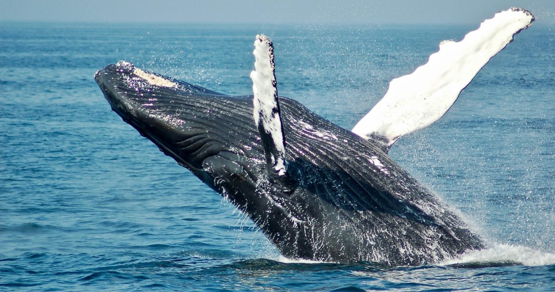 Whales in Byron Bay